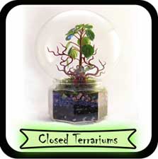 closed terrariums