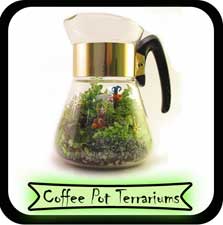 coffee pot terrariums