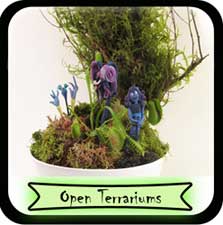 open terrariums