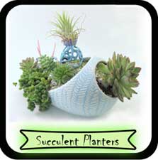 succulent planters